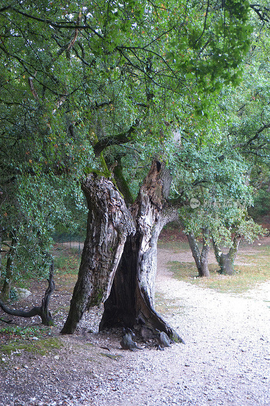 巴黎圣母院Sénanque -鲁伯隆的一棵老橄榄树
